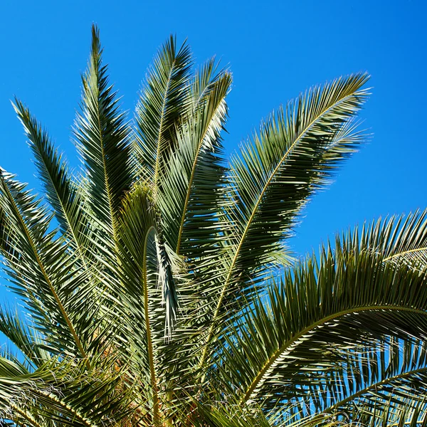 Palmeira no fundo céu azul do sul — Fotografia de Stock